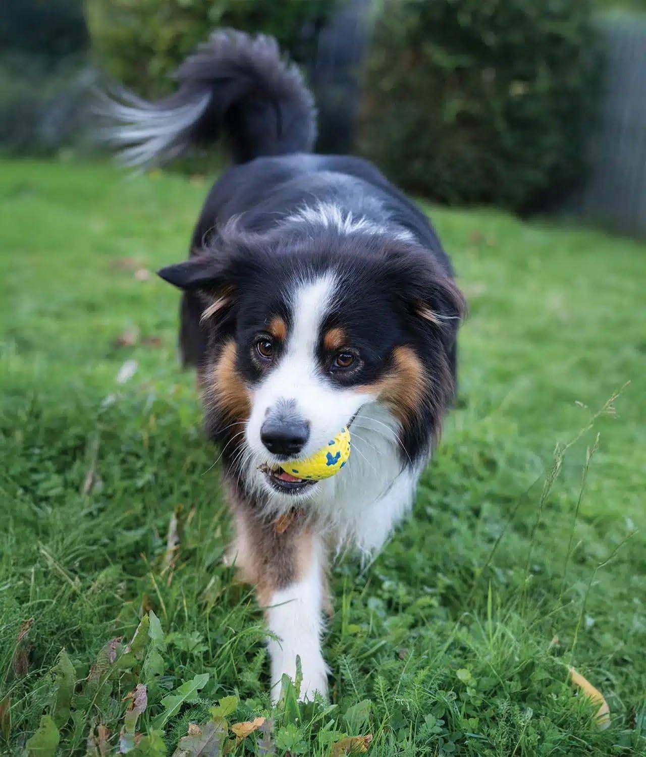 Zeus Nitro | Pelota Ligera y Resistente con núcleo de Goma para Perros