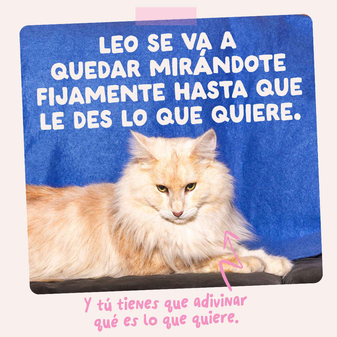 Comida húmeda para gatitos con pato