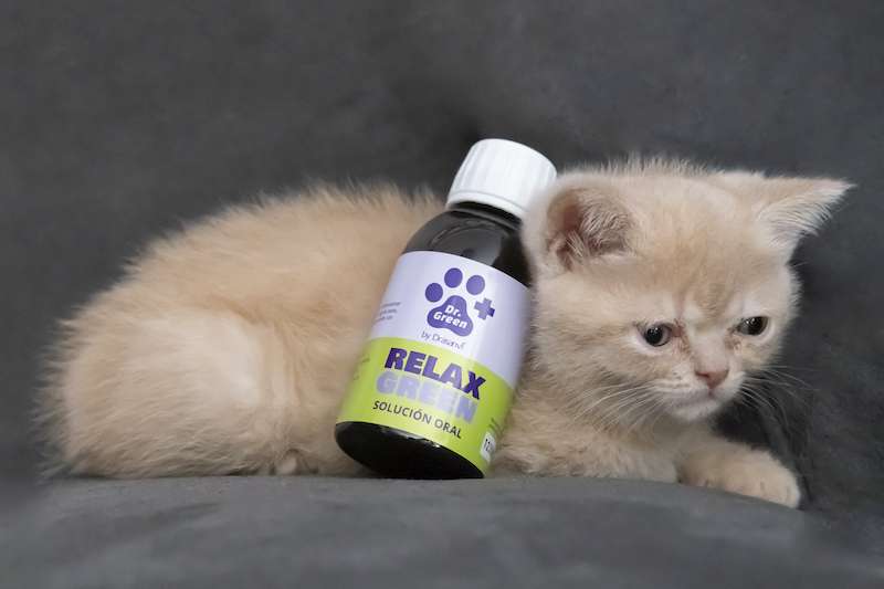 Perros y gatos tranquilos gracias a RelaxGreen solución oral con plantas calmantes