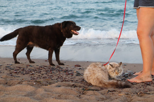 ¡Mantén a tus Peludos Frescos! Tips para Cuidar a tu Perro y Gato este Verano🏖️☀️