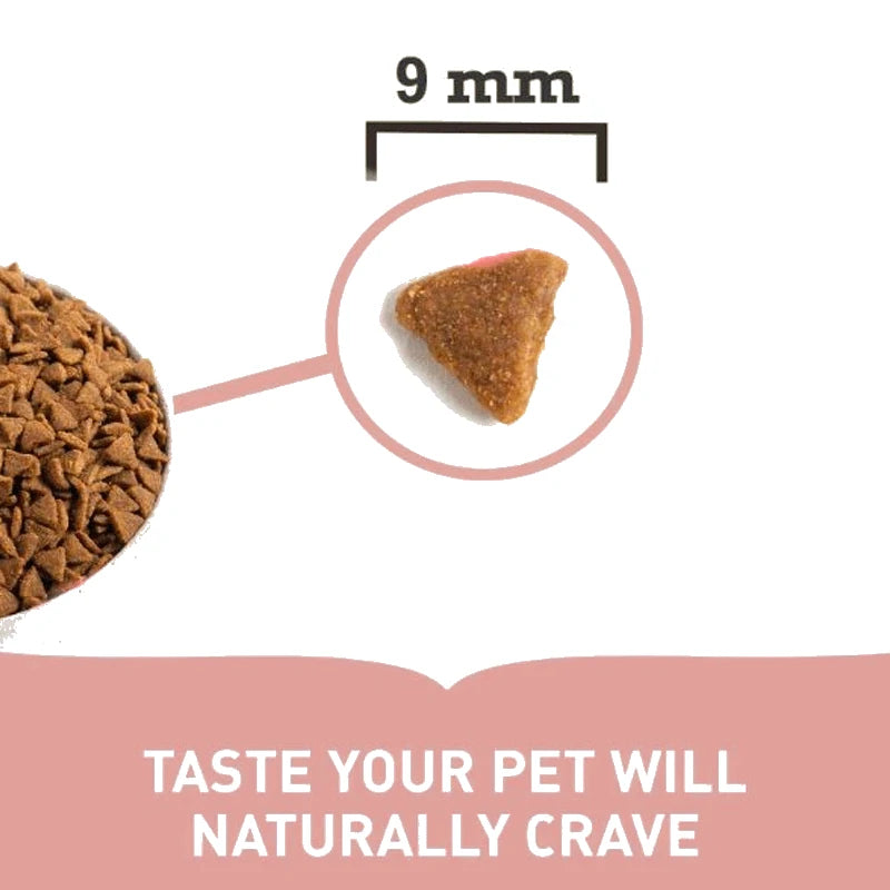 Pienso ACANA Indoor Entrée para gatos adultos de interior con pollo arenque avena sin colorantes