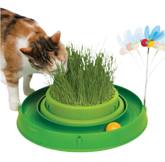 Circuito con pelota y hierba gatera