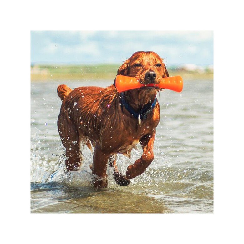 BIONIC | Urban stick - juguete interactivo para perros