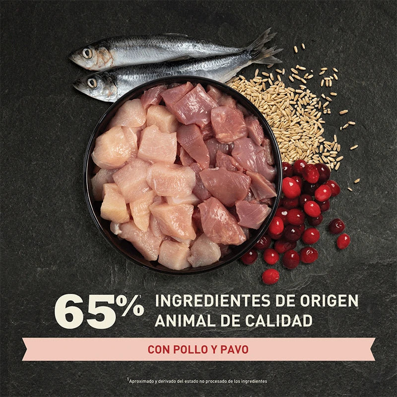 Pienso ACANA Indoor Entrée para gatos adultos de interior con pollo arenque avena sin colorantes