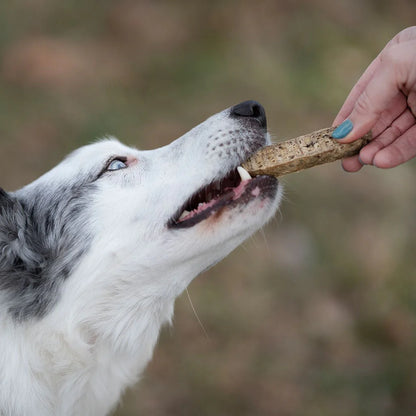 Rub Stick Dental de Salmón para Perros 100g - Regular Size 2x2