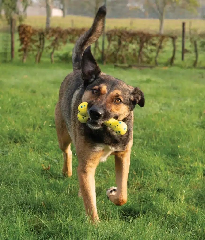 Zeus Nitro | Hueso Ligero y Resistente para Perro, 16 cm