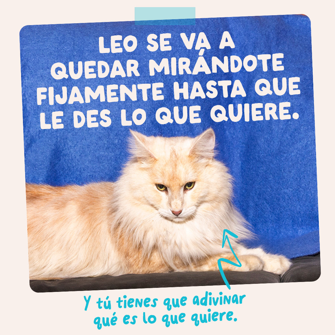 Alimento húmedo completo para gatos adultos