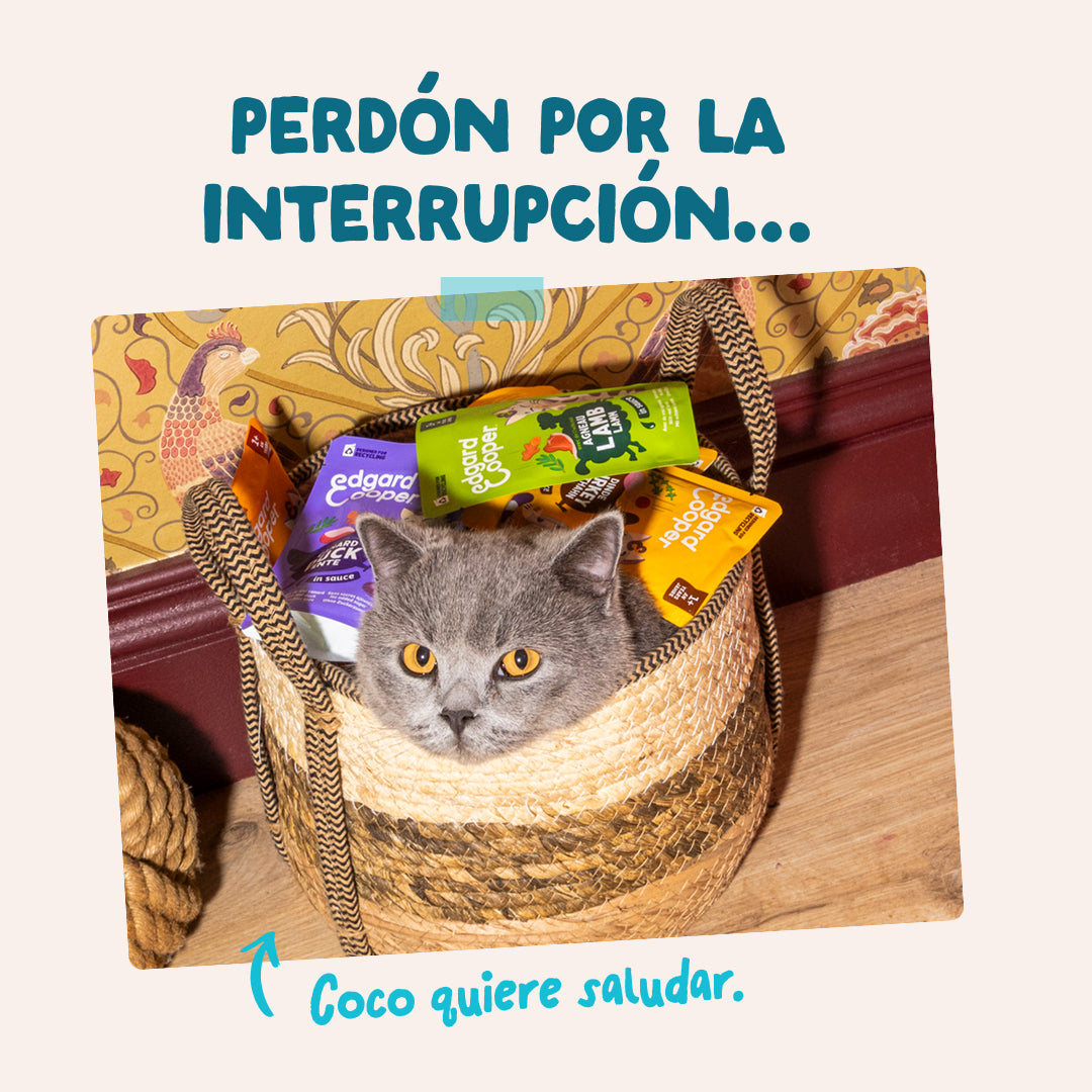 Comida húmeda con atún certificado MSC para gatos