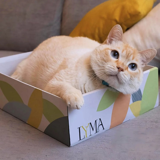 LYMA | Caja Rascador para gatos