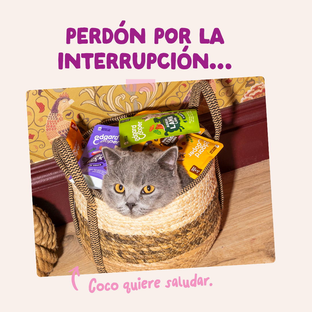 Edgar & Cooper Kitten con pato y pollo de verdad