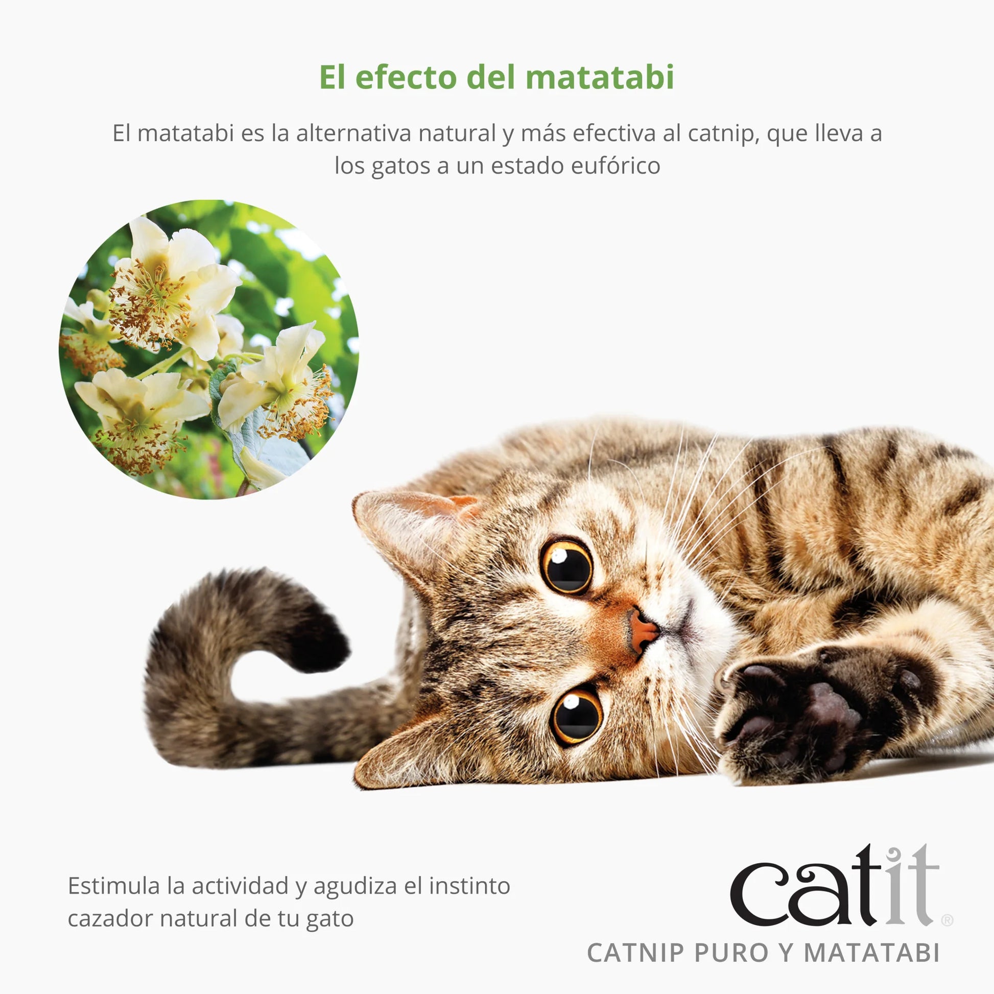 Hierba gatera con matatabi para gatos juego y enriquecimiento