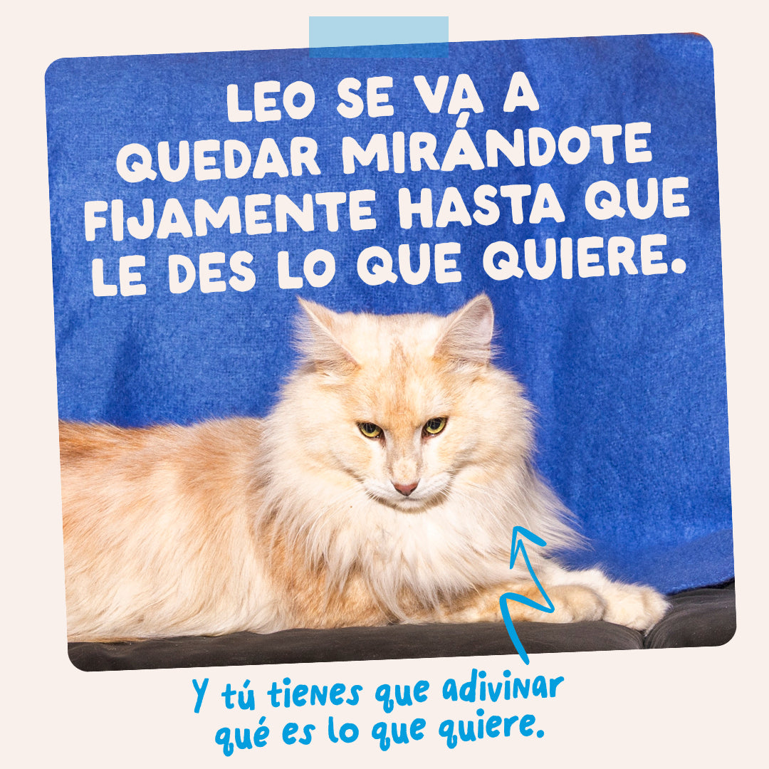 Multipack de comida húmeda completa para gatos