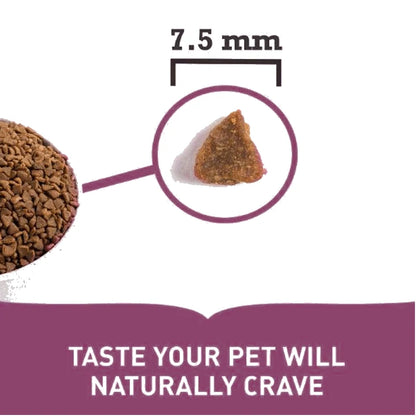 Pienso Acana First Feast para gatitos con pollo arenque avena sin cereales