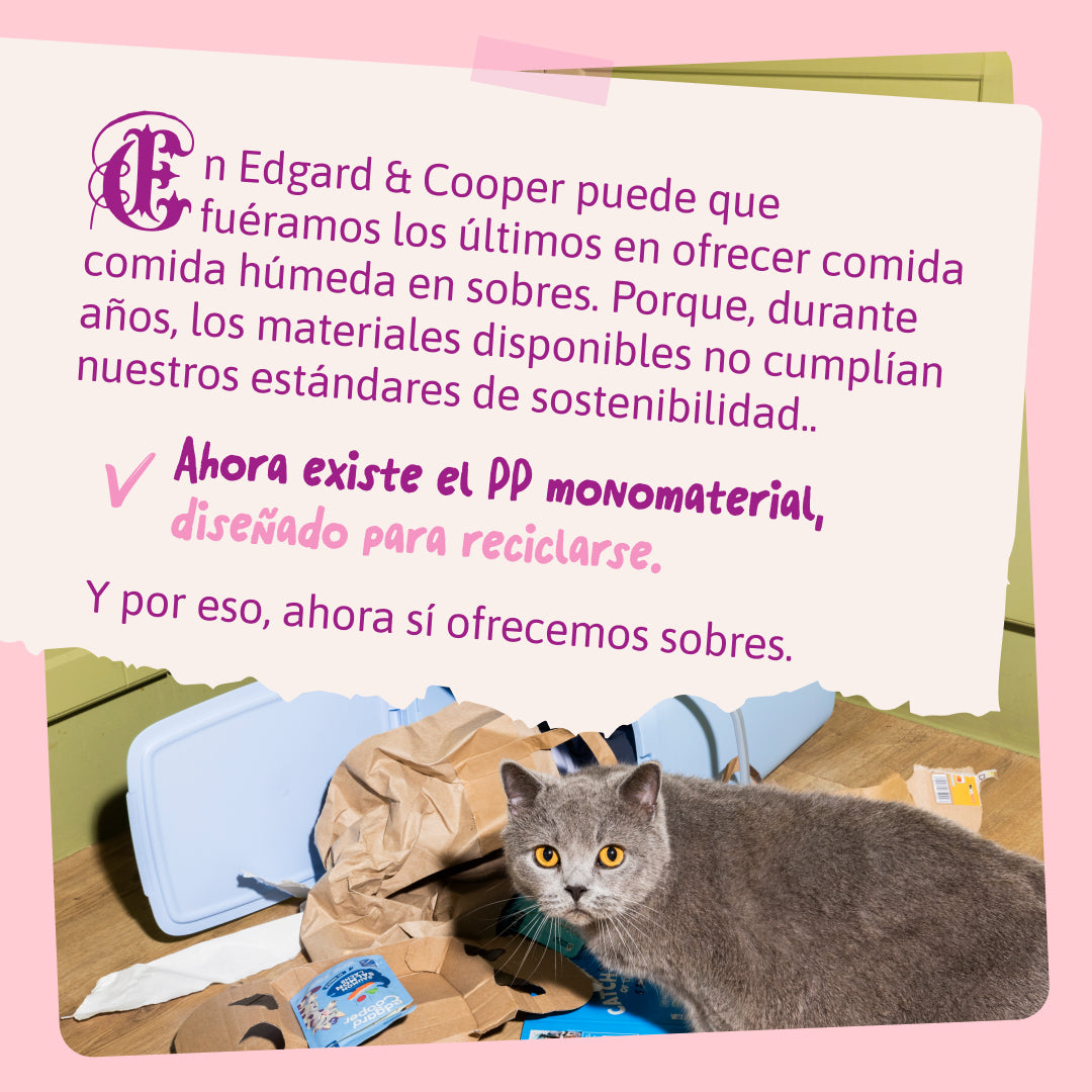 Receta natural para gatitos con aceite de salmón
