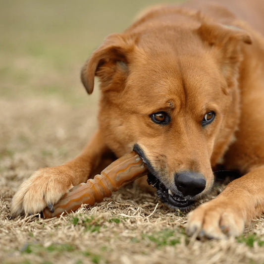 Rub Flosser para perros