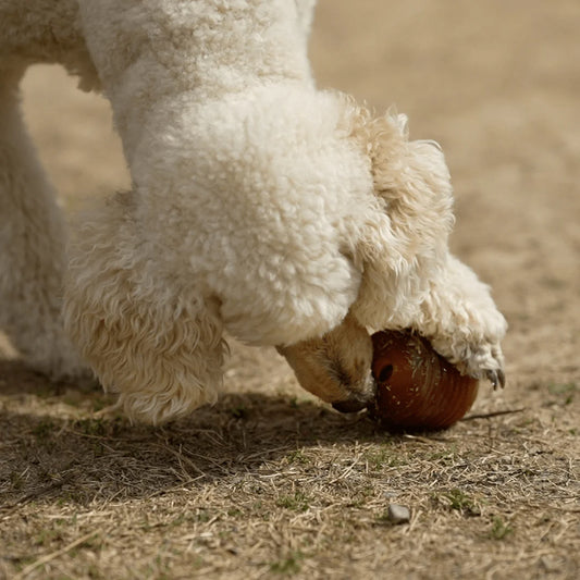 Rub Amrood para perros