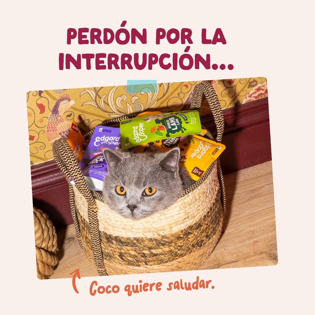 Sobre de pollo en salsa para gatos