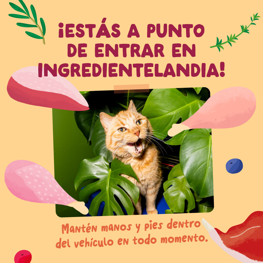 Sobres Edgar & Cooper en salsa para gatos