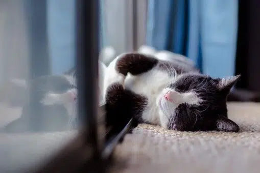 Spray calmante para gatos con feromonas F3