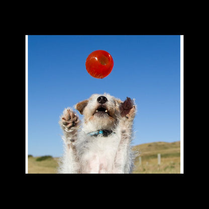 BIONIC | Juguete pelota intectactiva para perros