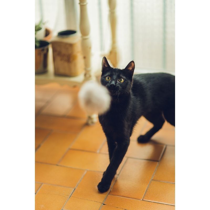 caña piel conejo gatos