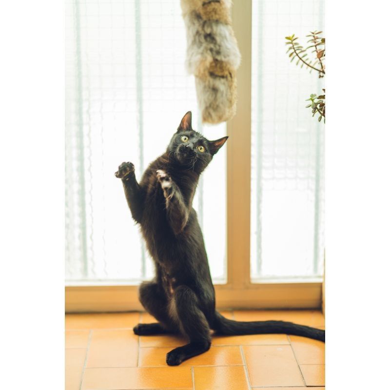 cojín piel conejo gatos