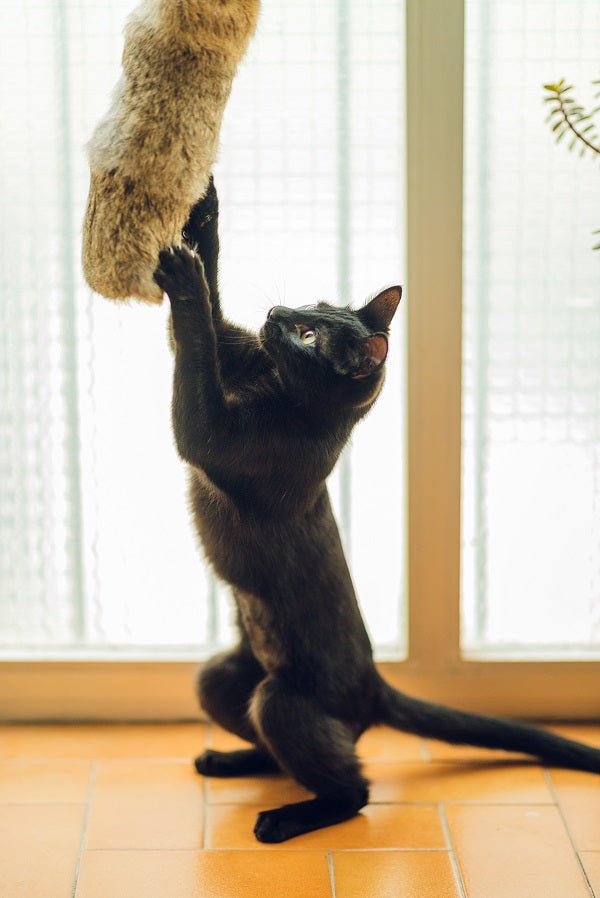 cojín piel conejo grande gatos