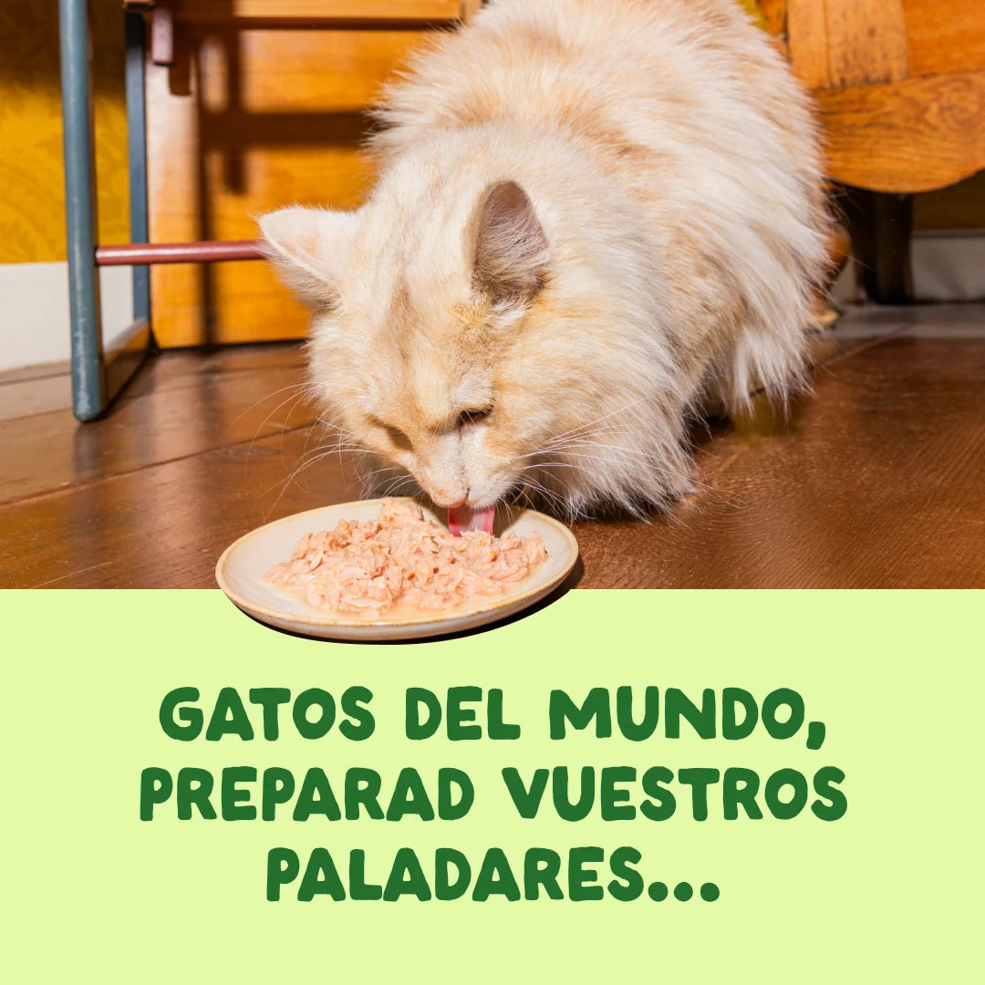 filetes caballa gatos monoproteico
