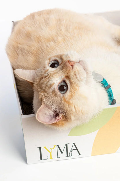 LYMA | Caja Rascador para gatos