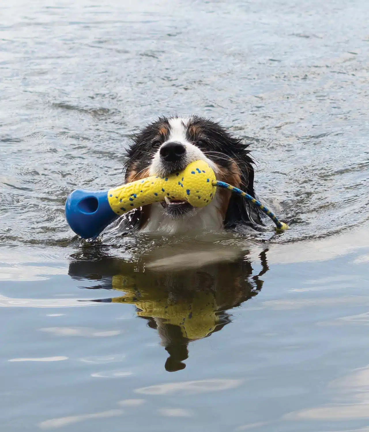 juguete perro resistente flotante lanzamiento agua