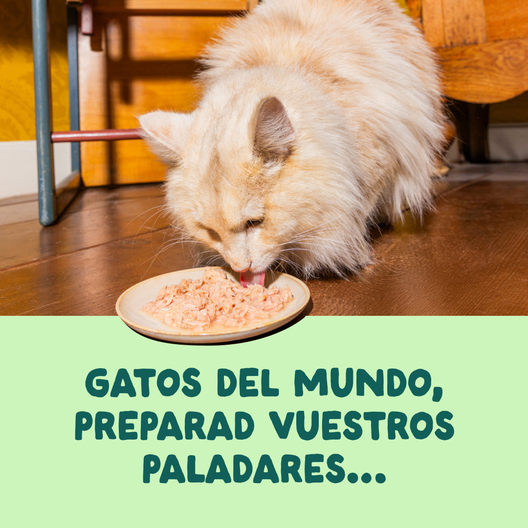 lata gatos salmon caballa MSC
