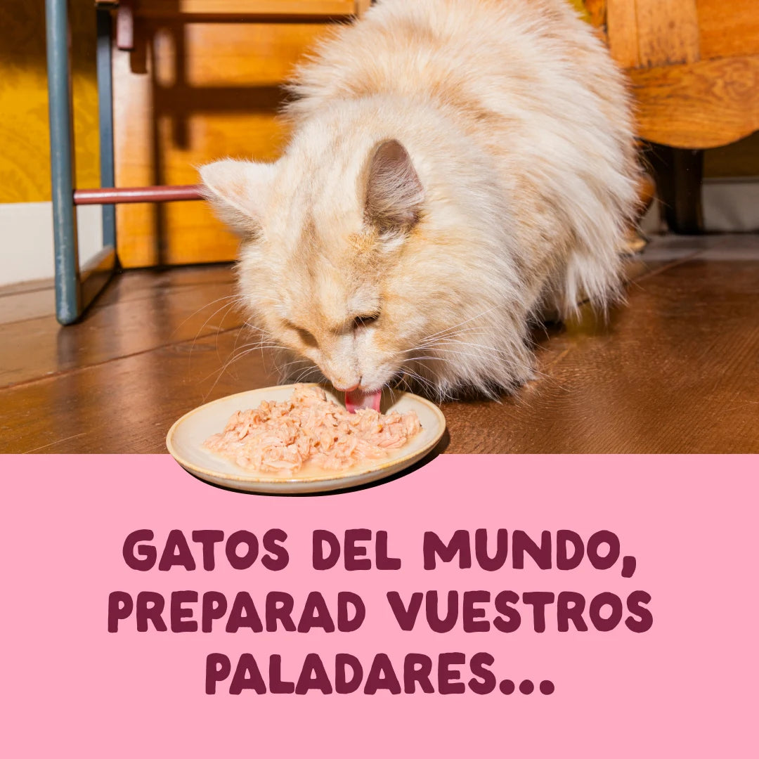 latas gatos edgard cooper filetes caldo
