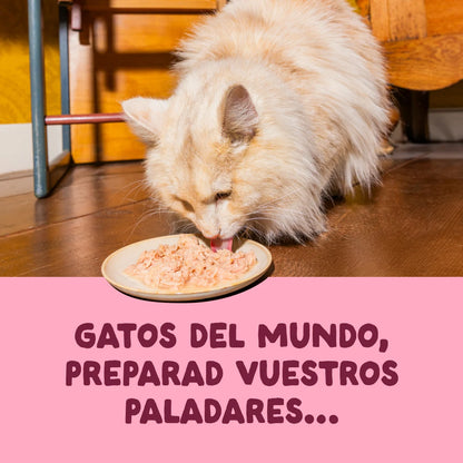 latas gatos edgard cooper filetes caldo

