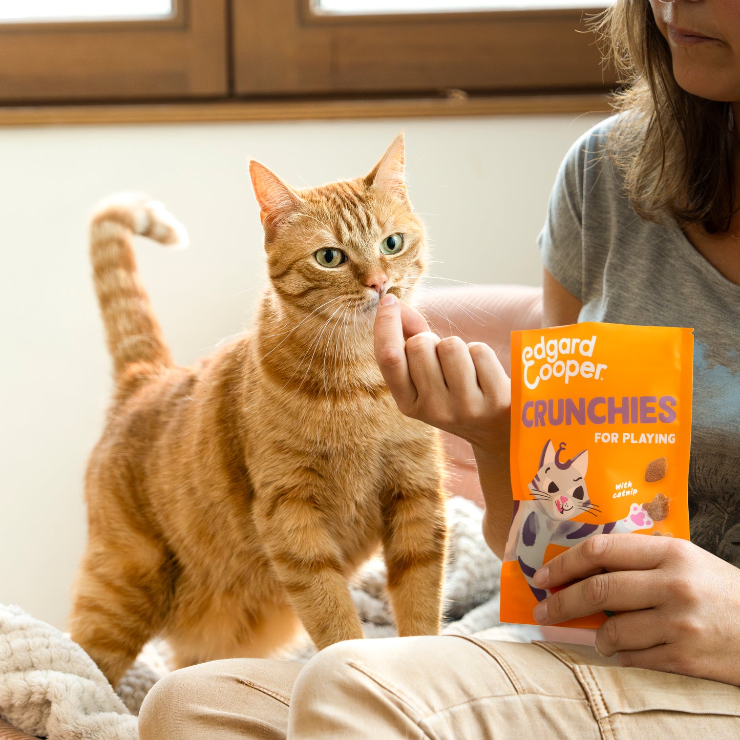 premios gatos para juegos interactivos pollo