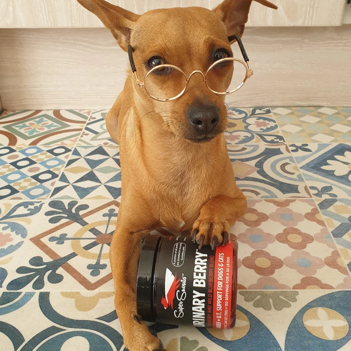 salud urinaria perros gatos