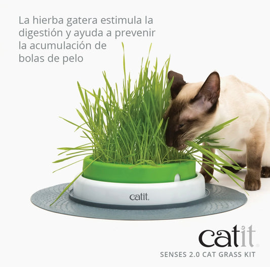 semillas de hierba para gatos catit senses