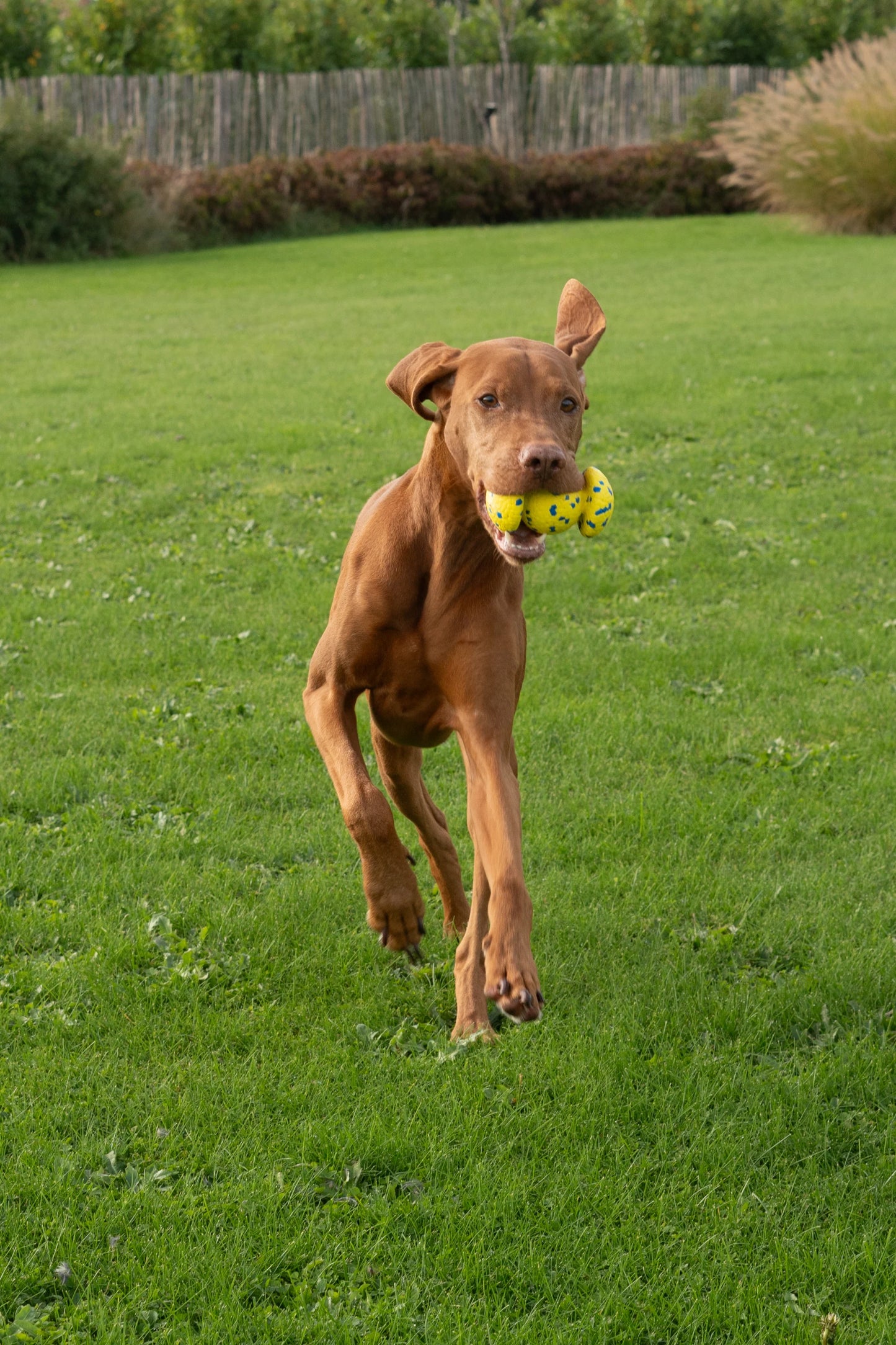 ZEUS Nitro | Grip Ball Ultrarresistente para perros