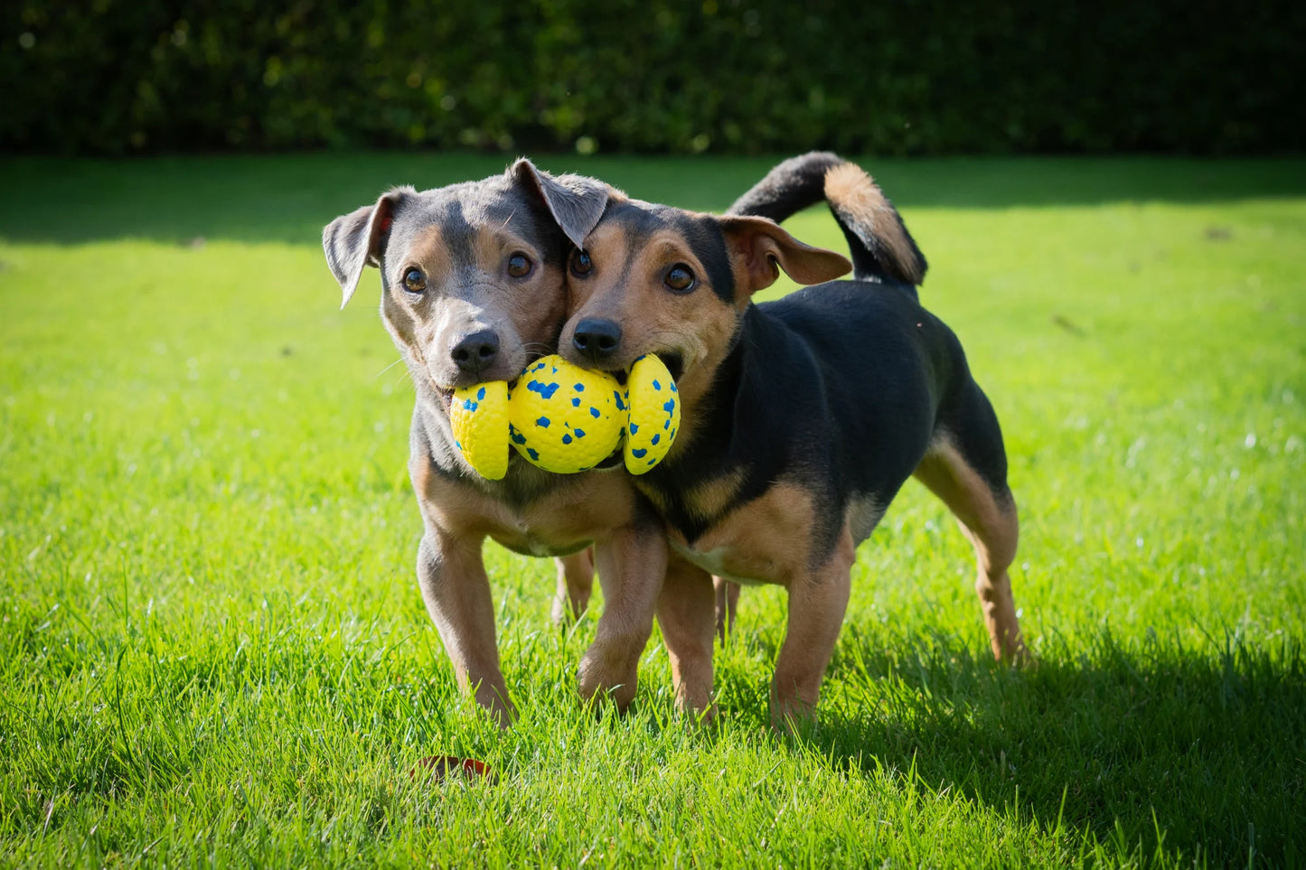 ZEUS Nitro | Grip Ball Ultrarresistente para perros